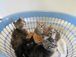 Kitten adoptions with full health checks, vaccinations, worming, microchip