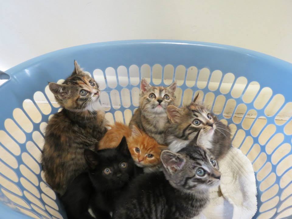 Kitten adoptions with full health checks, vaccinations, worming, microchip at your local vet surgery.
